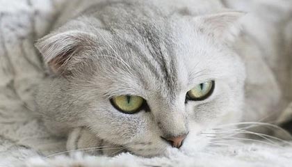 九游娱乐平台-【视频播客】Vol.06 阿什拉夫涉嫌强奸被法国地方法院起诉